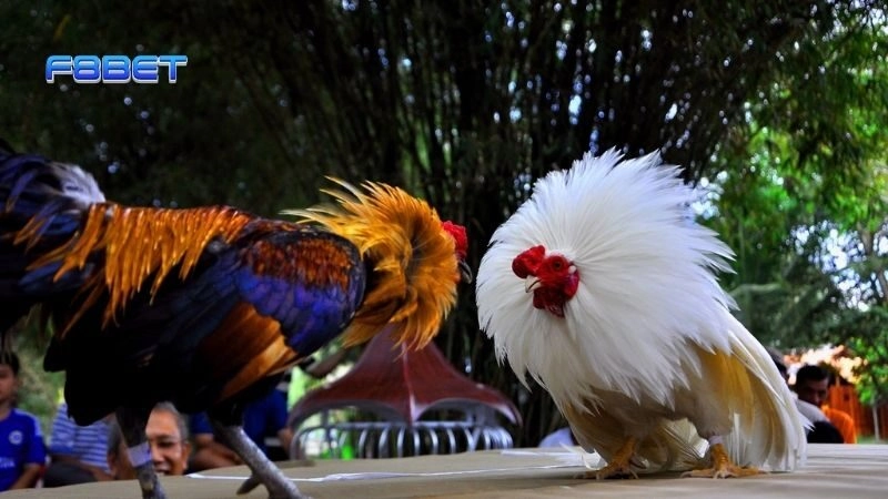 Những Lưu Ý Khi Tham Gia Đá Gà Trực Tuyến Tại F8bet